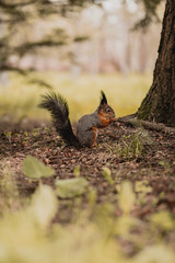 Close up of cute squirrel with long tail and ears eating nuts. Shallow depth of field with soft focus. Green, orange and brown tones