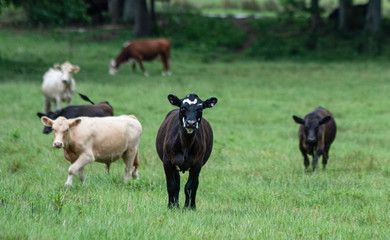 Naklejka na ściany i meble Crossbred heifer in focus with herd behind