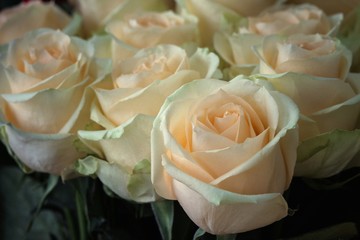 A lot of roses in a flower shop