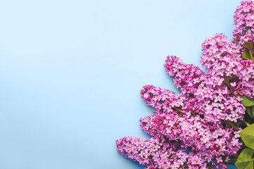 Beautiful lilac flowers on color background