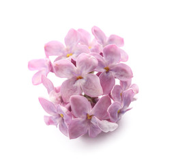 Beautiful lilac flowers on white background