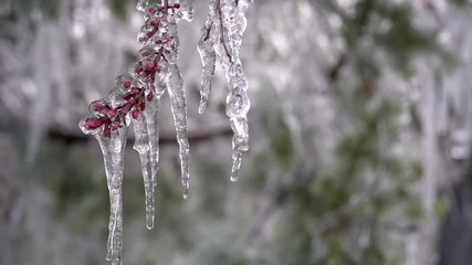 Frozen flower buds encased in ice gently sway to a gentle breeze as crystal icicles drip from frozen branches. - Powered by Adobe