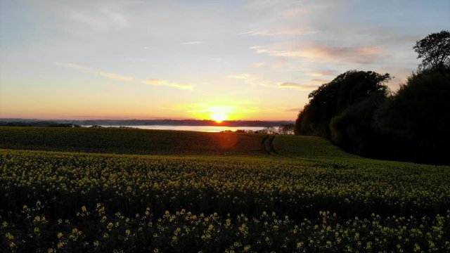 Rapeseed field in a sunset. 
Filmed in Denmark, april.