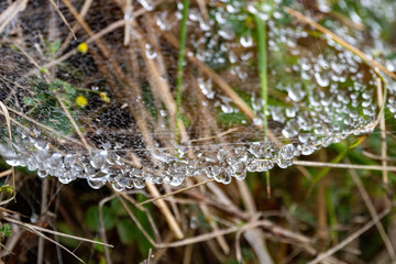 Cobweb with droplets hanging. Spider web in the forest with drops of water after rain