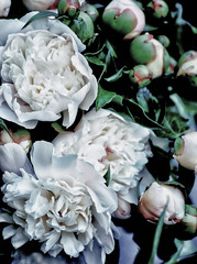 White peonies flowers. Vintage photo.
