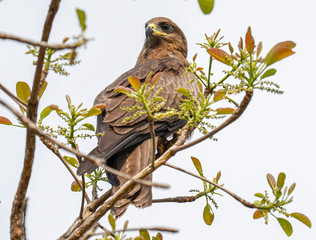 bird of prey