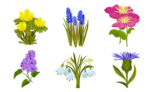 Spring Flowers Growing in Garden on Flowerbeds Vector Set