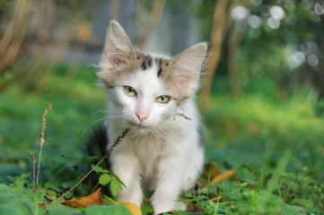 Fluffy white unusual kitten. A close look at the camera. Selective focus.