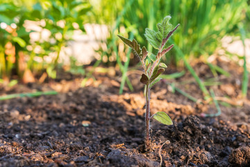 Kleiner Tomatenstock im Garten 