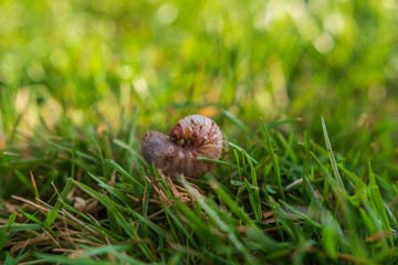 engerlinge im Garten in der Erde und im Rasen