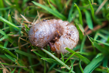 Engerling im garten als Schädling