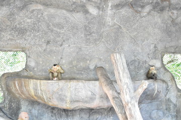 monkey couple on the stone