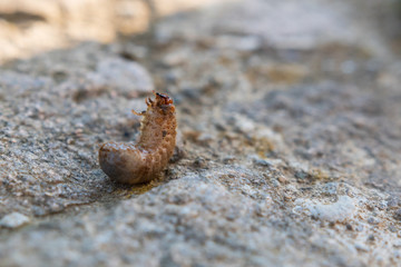 Engerling - Schädling im Garten