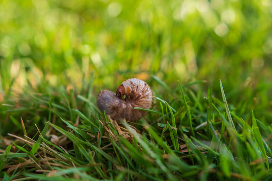 engerlinge im Garten in der Erde und im Rasen