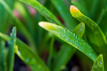 Grashalm mit Wassertropfen - Regentropfen