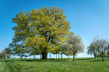Obraz premium Die Lenzeiche bei Sichertshausen im Frühling