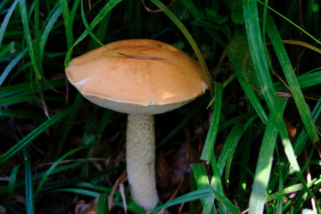 Mushroom leccinum scabrum in the forest in the green grass