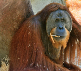 Old orangutag with sad eyes