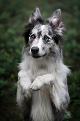 Fototapeta premium Cute border collie dog on the nature
