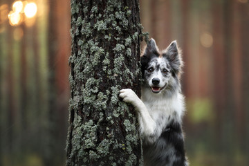 Beautiful Border Collie dog in the forest. Dog stands holding paws on a tree