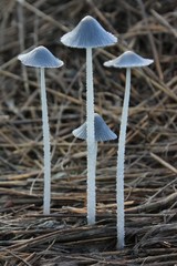  Mushrooms of Siberia. "Dad, mom, sister and brother." Near the village of Dubrovka, Omsk Region, after rain, a large family of mushrooms unknown to me grew on a heap of straw swept by the wind. 

