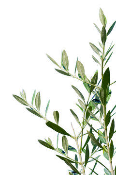 Olive Branch Isolated On White