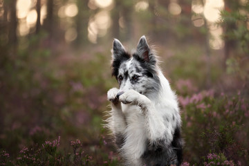 Cute dog border collie on nature
