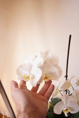 Man caressing orchids. Hand touching white orchids. male hand reaching for the white orchid.