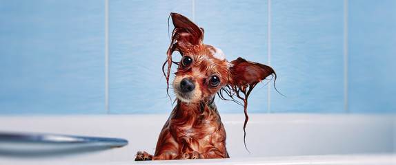 Funny little wet dog in bathroom. Dog takes a shower. Russian  Long Haired Toy Terrier (Canis lupus...