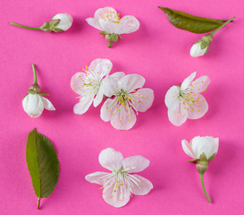 Set of  white cherry tree flowers on pink  background. Collection of spring blossoms of cherry tree