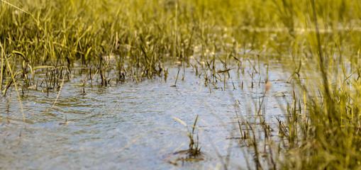 green grass on the water 