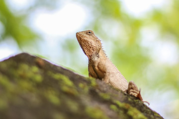 the lizard sitting in majestic way 
