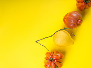 Ugly Italian lemon fruit and tomato vegetables on yellow background. Ugly but delicious organic fruit food concept