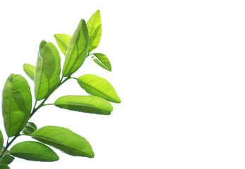 lime leaf with natural white background