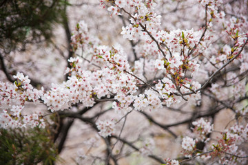 Branches of white cherry trees in the Park