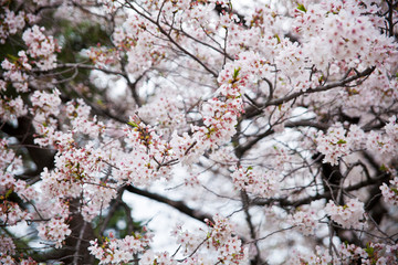 A branch of white cherry blossoms 