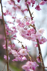 A branch of pink cherry blossoms against the sky