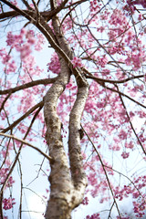 Cherry blossom trunks against the blue sky