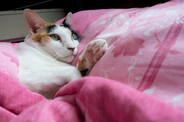 A calico cat cover the blanket  and slept comfortably on the bed.