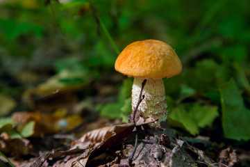 Single red boletus mushroom in the wild. Red boletus mushroom grows on the forest floor at autumn season..