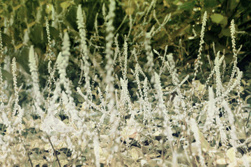 wild grass flower  blooming  ,nature background