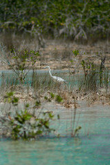 Laguna de Bacalar.