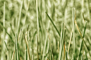 meadow filed with green light bokeh in sunrise  nature background