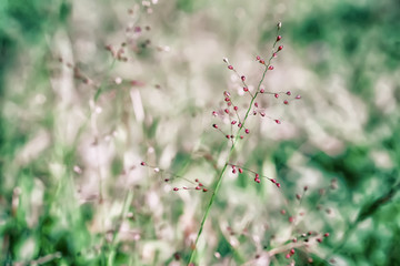 soft focus little pink grass flower  with green bokeh outdoor scence  spring nature background