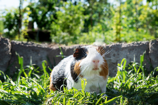 Cute guinea pig on green grass in the garden