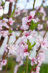 Pink flowers of the peach blossoms in garden at spring day..