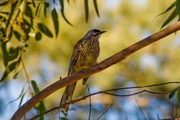 Wattle Bird