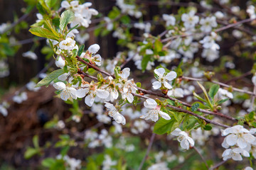 White flowers of the cherry blossoms in garden at spring day..