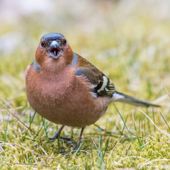 Finch