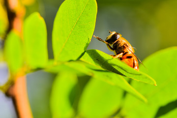 Close-ups of different insects inhabiting wild plants